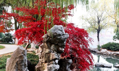 预计26年白术价格走势-近十年白术的鲜货的价格-2025年白术价格表,中国2015年今年鲜白术的价格网站